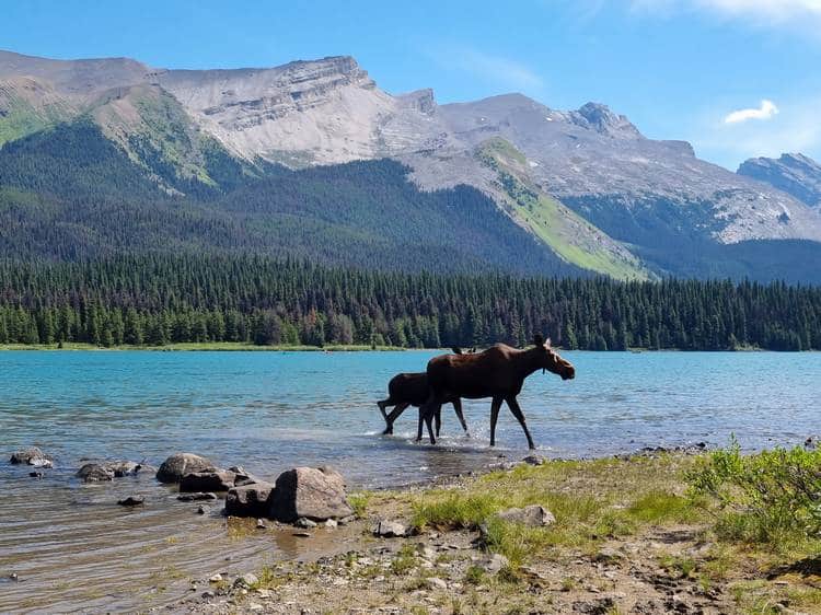 Alces en Maligne Lake consejos para viajar a las montañas rocosas