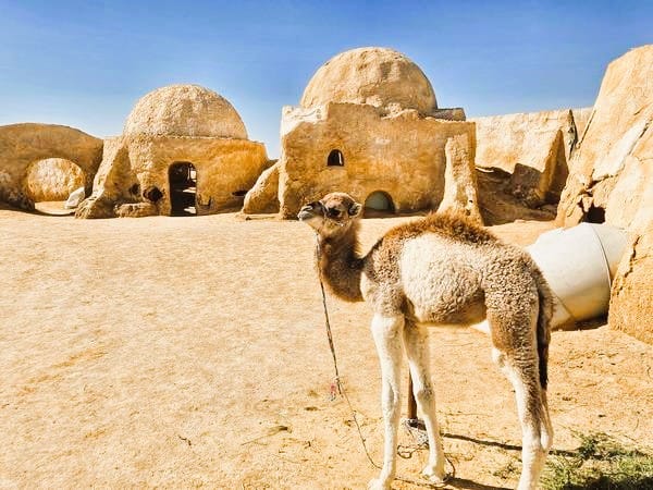 Camello baby en los escenarios de Star Wars, uno de los lugares que ver en Túnez sí o sí