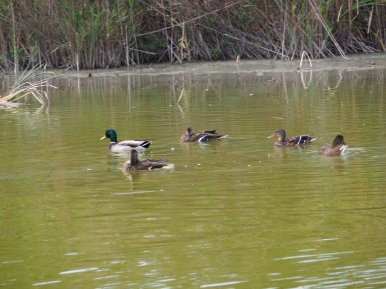 Patos en la Albufera de Valencia