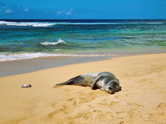 Foca monje en la playa de Poipu, Kauai