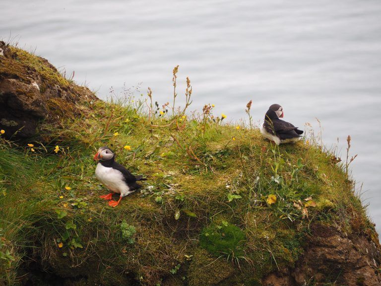 Frailecillos de Islandia