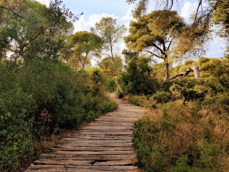Itinerario botánico de la Albufera de Valencia