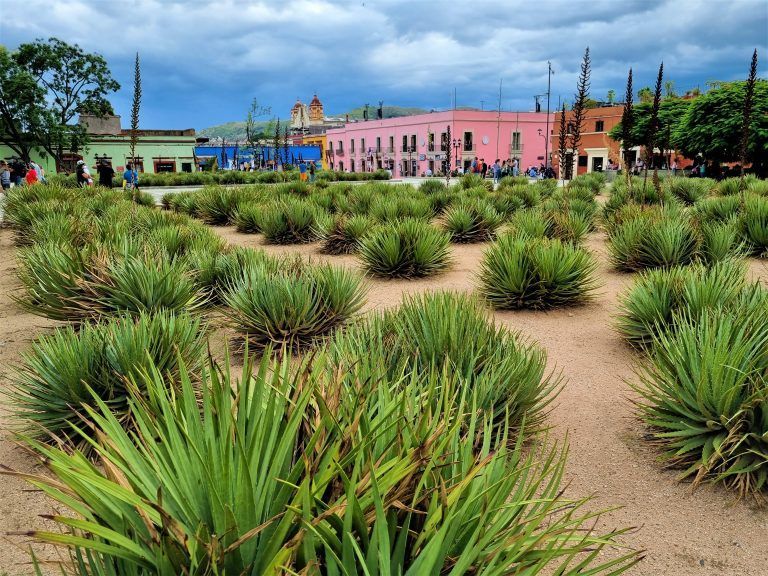 Jardín etnobotánico, Oaxaca