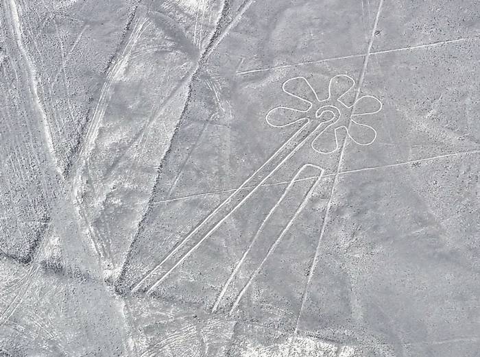 flor líneas de nazca