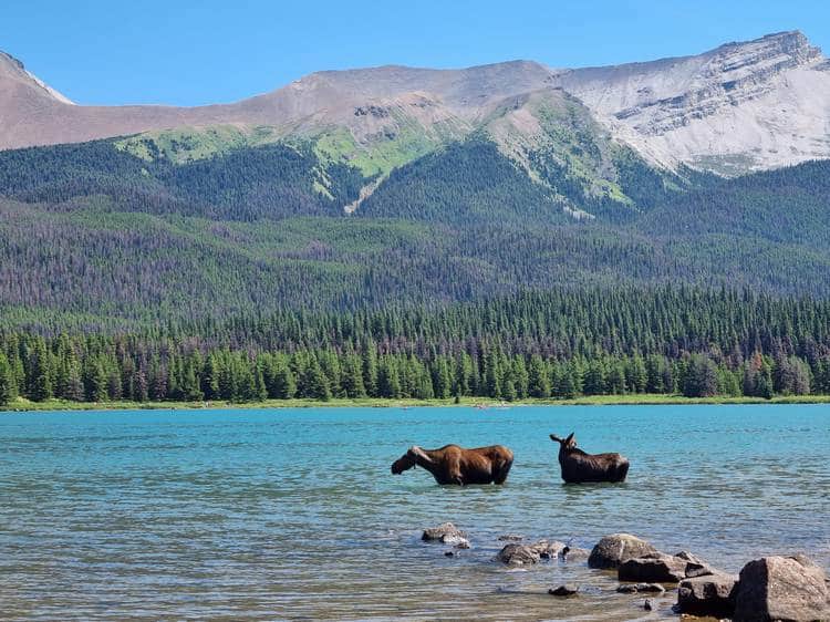 Maligne Lake