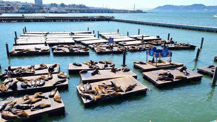 Muelle 39 qué ver en san Francisco en un día
