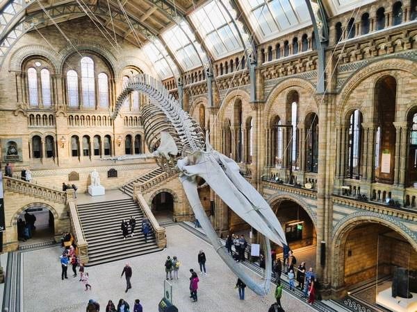 Museo de Historia Natural consejos para viajar a Londres