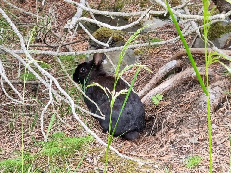 Conejo en el bosque de Öskjuhlíð
