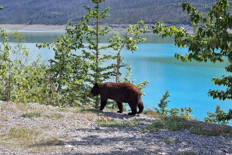 Oso en las Montañas rocosas