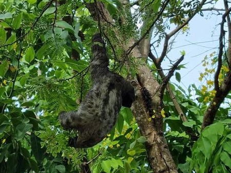Oso perezoso en el Parque del Milenio