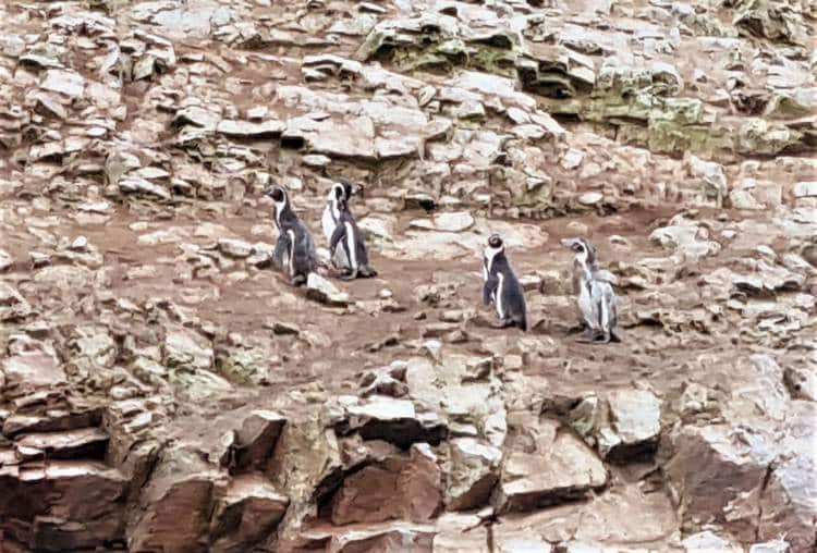 Pingüinos de Paracas