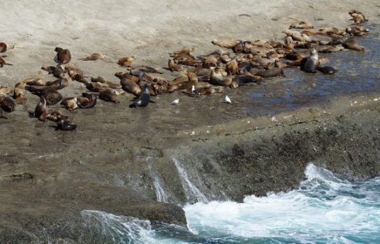 Lobos marinos en Argentina