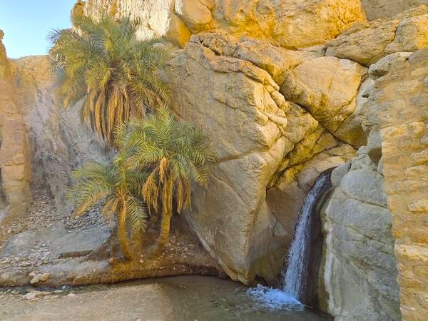 Oasis de Chebika