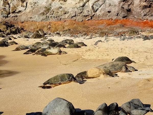 Tortugas en la playa, Hawaii