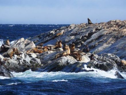 Lobos marinos en Ushuaia, Argentina
