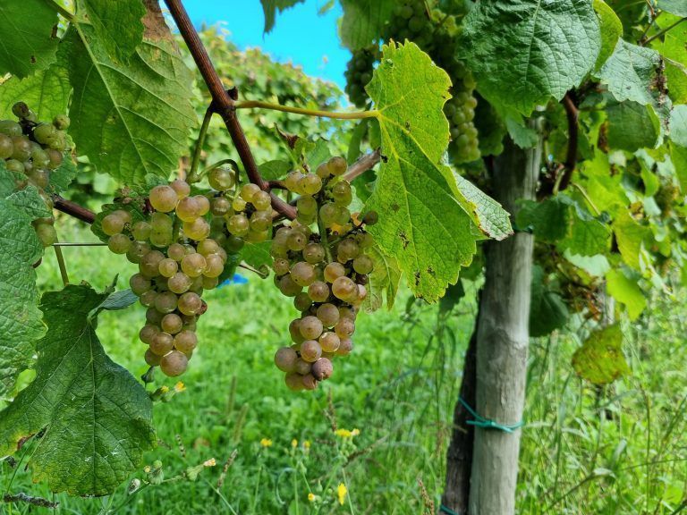 viñas de bakio