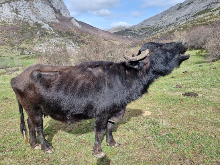 Búfalo en Riaño