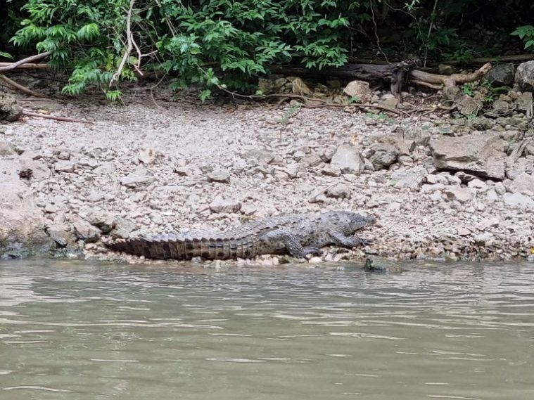 Cocodrilo en el cañón del Sumidero