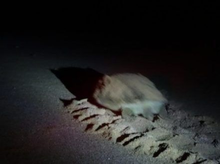 Tortugas en Omán