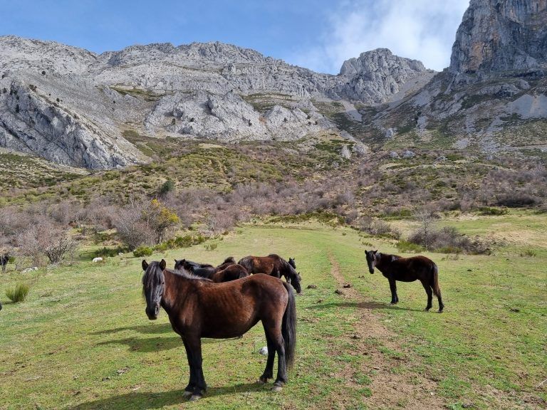 Fauna de Riaño