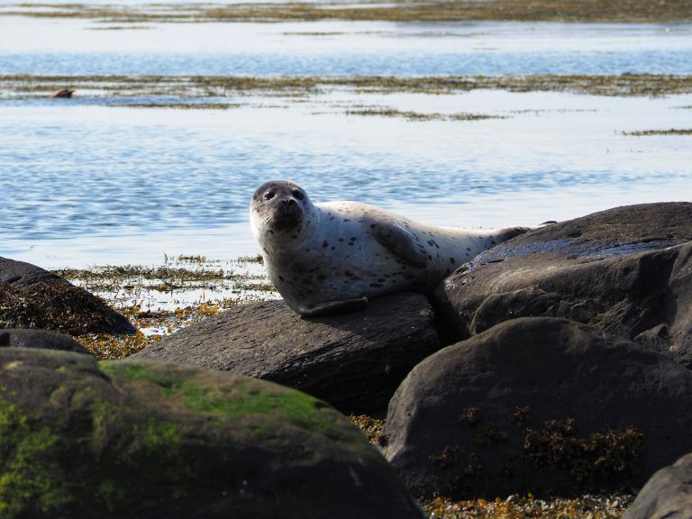 Foca en Ytri Tunga, Islandia