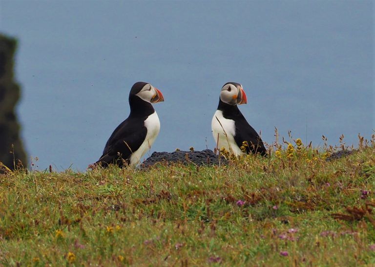 Frailecillos en la Península de Snaefellsnes