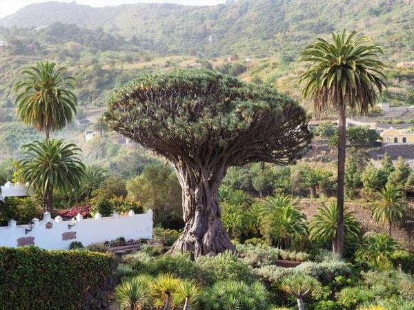 Drago milenario de tenerife
