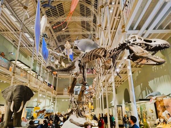 Dinosaurio Museo nacional de escocia
