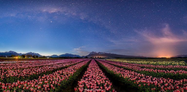 Campos de tulipanes, Trevelín