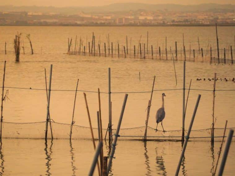 Atardecer en la albufera de valencia