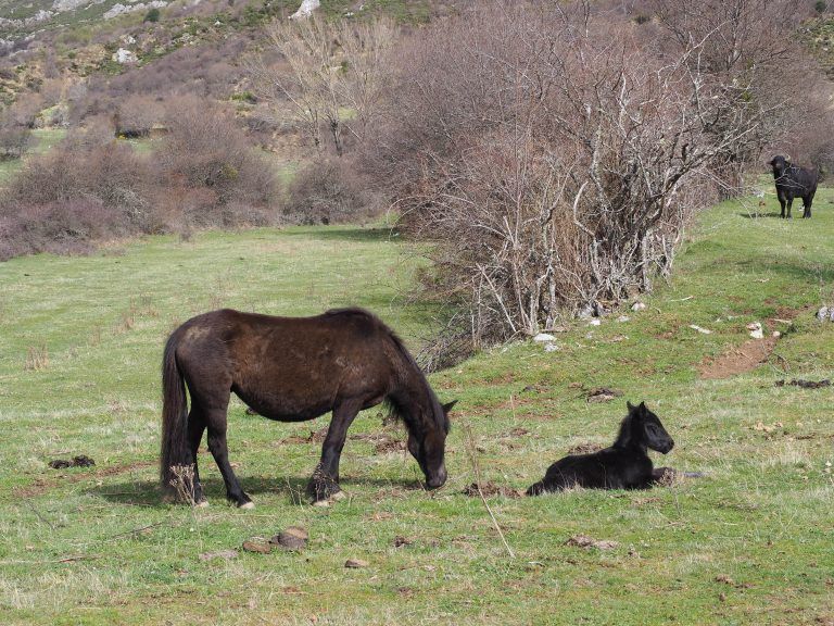Pottokas y búfalos en el safari en León