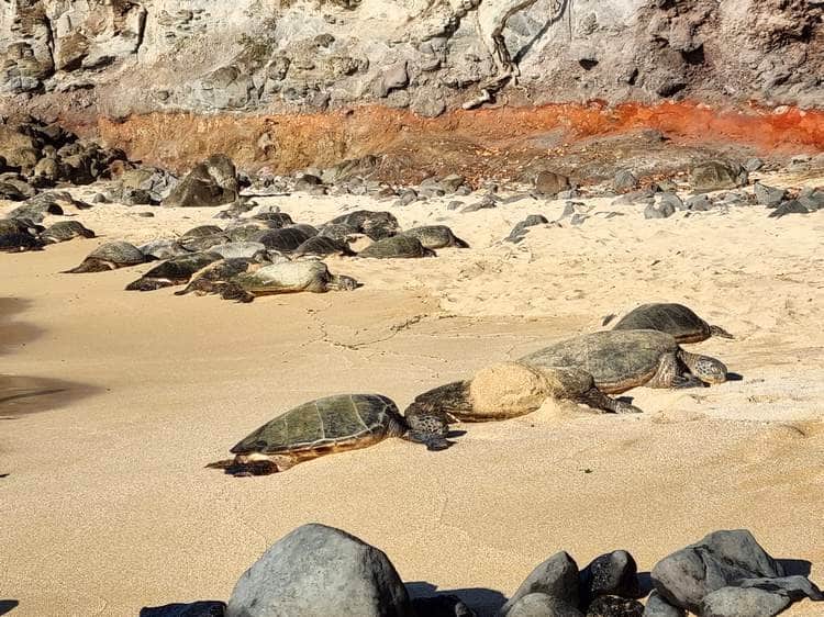 Tortugas en maui