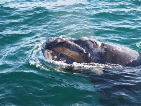 Ballenas en Argentina