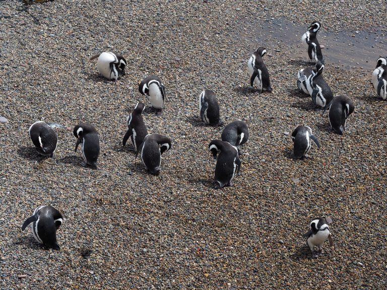 Pingüinos en Argentina