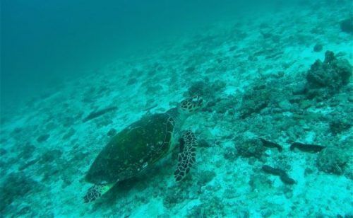tortugas en Omán